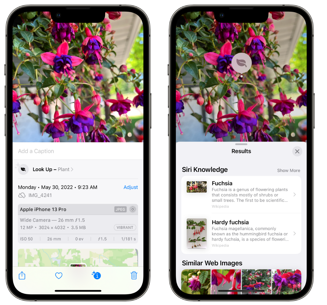 安宁苹果手机维修分享小技巧：使用 iPhone 相机识别花卉植物 